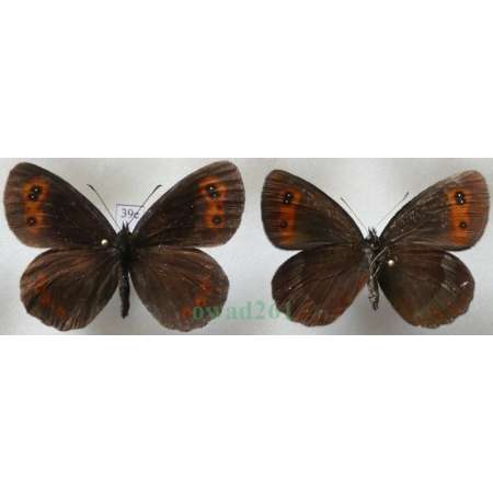 Erebia aethiops (Esper, 1777) 1+reverse Górówka medea Poland39e